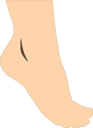 เท้า Png, Transparent Png PNG image with transparent background