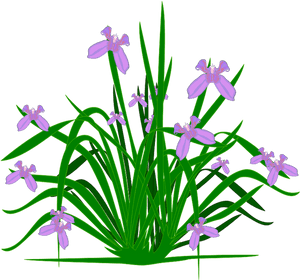 Illustrated Lavender Plant PNG image with transparent background