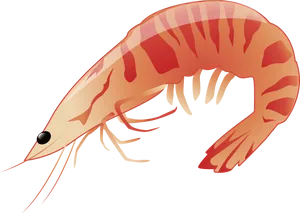 Illustrated Prawn Graphic PNG Image