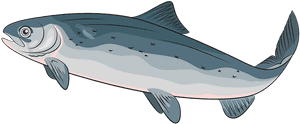 Atlantic Salmon Clipart, HD Png Download PNG image with transparent background
