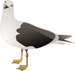 Gulls Clipart , Png Download - Seagull Clip Art Png, Transparent Png PNG image with transparent background