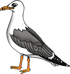 Transparent Bird Clipart - Seagull Clipart, HD Png Download PNG image with transparent background