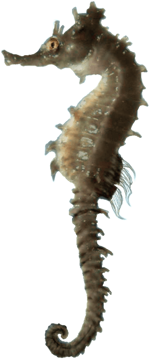 Images Download Seahorse Png Free - Sea Horse Hd Png, Transparent Png PNG image with transparent background