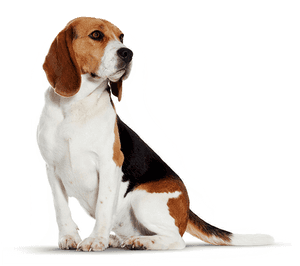 Images In Collection Page - Little Dog Png, Transparent Png PNG image with transparent background