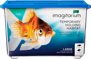 Transparent Beta Fish Png - Aquarium, Png Download PNG image with transparent background