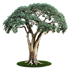 Immense Sycamore Tree Png 06262024 PNG Image