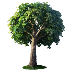 Immense Sycamore Tree Png Gtx6 PNG Image