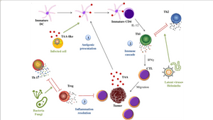 Bacteria Png Immune System, Transparent Png PNG with transparent background