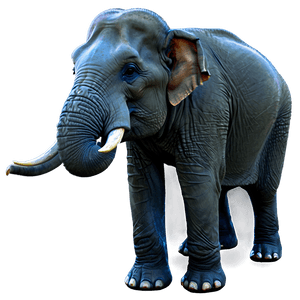 Indian Elephant PNG 06112024 PNG
