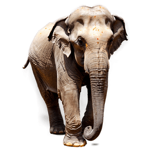 Indian Elephant PNG tpa14 PNG image with transparent background