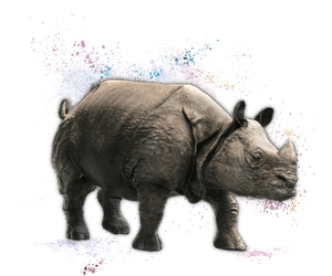 Indian Rhinoceros, HD Png Download PNG image with transparent background