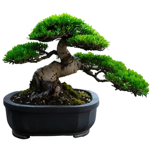 Indoor Bonsai Tree Png Opy PNG Image