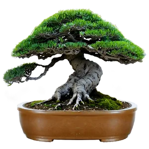 Indoor Bonsai Trees Png 22 PNG Image