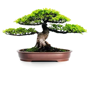 Indoor Bonsai Trees Png Bcr PNG Image