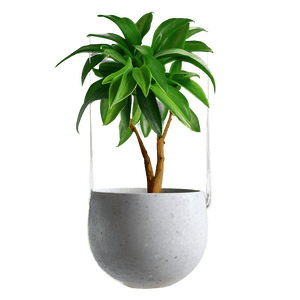 Indoor Hanging Plant PNG srh PNG image with transparent background