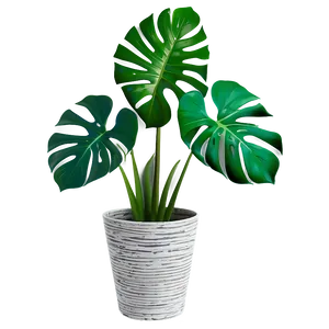 Indoor Monstera Plant Png Mxh PNG Image