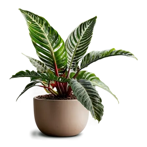 Indoor Plants For Health Png 06252024 PNG Image