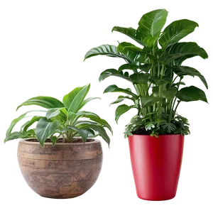 Indoor Plants In Pots Png Dkr PNG Image