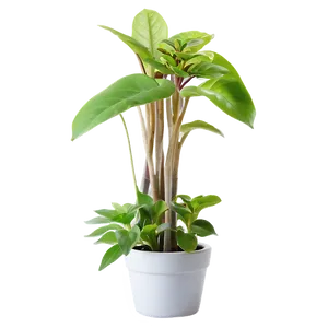 Indoor Plants In Pots Png Jbi69 PNG Image