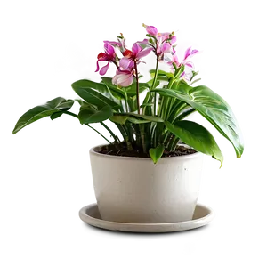 Indoor Plants With Flowers Png 06252024 PNG Image