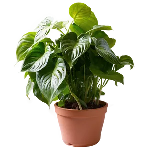 Indoor Pothos Gardening Tips Png Dsq74 PNG Image