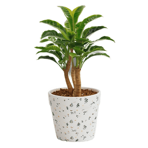 Indoor Potted Plants PNG 06122024 PNG