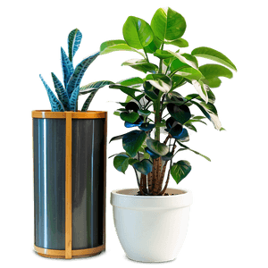 Indoor Potted Plants PNG yfh PNG