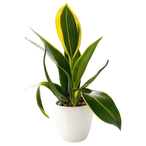 Indoor Snake Plant Png Ehc46 PNG Image