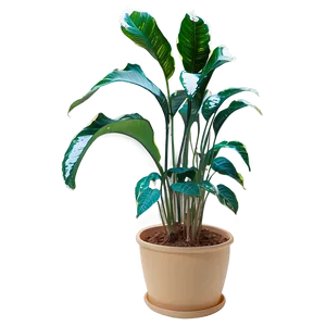 Indoor Winter Plants Png 34 PNG Image