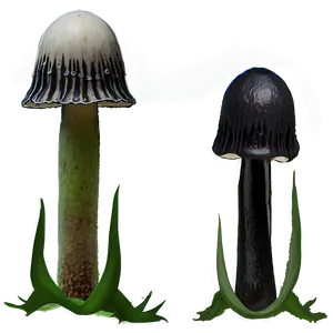 Ink Cap Fungus Png 10 PNG Image