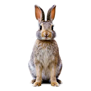 Innocent Rabbit Glance Png 06282024 PNG Image