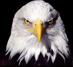 Bald Eagle Transparent Image Bird Graphic - Bald Eagle Transparent Background, HD Png Download PNG image with transparent background