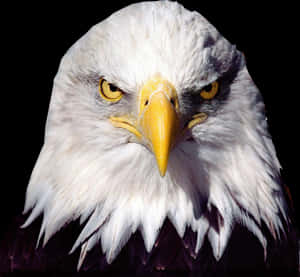 Bald Eagle Transparent Image Bird Graphic - Eagle Head Transparent Background, HD Png Download PNG image with transparent background