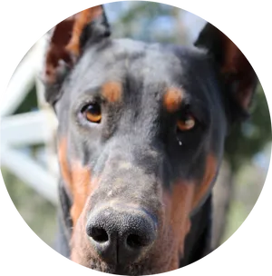 Intense Doberman Face Closeup PNG Image