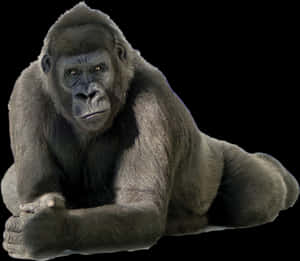 Intense Gorilla Portrait PNG image with transparent background