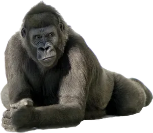 Intense Gorilla Portrait PNG Image