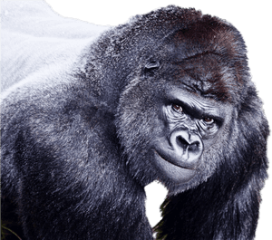 Gorilla Png Image - Gorilla, Transparent Png PNG image with transparent background
