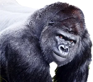 Intense Gorilla Portrait PNG Image