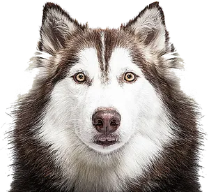 Intense Husky Portrait PNG Image