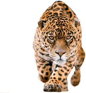 Jaguar Png , Png Download - Jaguar Png, Transparent Png PNG image with transparent background
