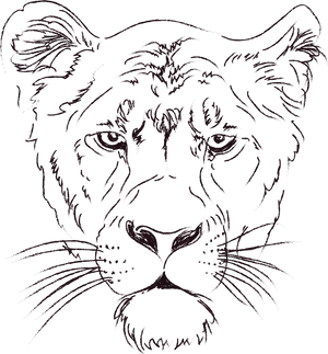 Intense Lioness Sketch PNG Image