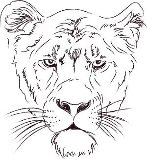 Intense Lioness Sketch PNG Image