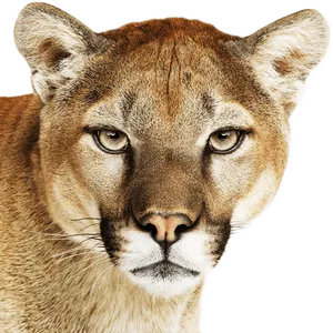 Intense Mountain Lion Portrait PNG Image