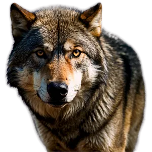 Intense Wolf Stare Png Lkl PNG Image