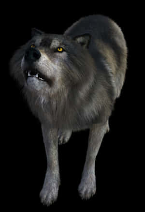 Intimidating Grey Wolf Black Background PNG image with transparent background