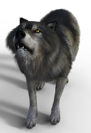 Intimidating Grey Wolf Black Background PNG Image