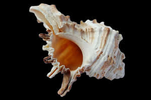 Intricate Sea Shellon Black Background PNG image with transparent background