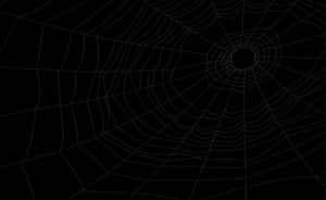 Intricate Spider Web Design PNG image with transparent background
