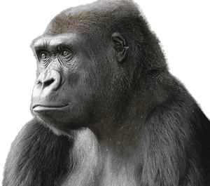 Gorilla Png Image - Png Transparent Animals Gorillas, Png Download PNG image with transparent background