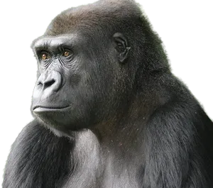 Introspective Gorilla Portrait PNG Image